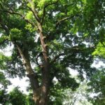 Deszki Nagy fa – QUERCUS (TÖLGY) 1kép