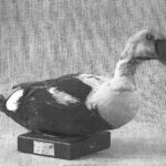A Móra Ferenc Múzeum természettudományi gyűjteményében őrzött 4 db országos jelentőségű madárpreparátum 1kép