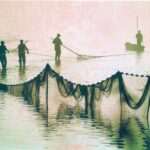 A Szegedi Fehértó halgazdálkodása 1kép