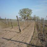Takács Zsolt ökológiai gazdálkodása – szőlőtermesztés 2kép