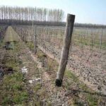 Takács Zsolt ökológiai gazdálkodása – szőlőtermesztés 3kép