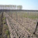 Takács Zsolt ökológiai gazdálkodása – szőlőtermesztés 4kép
